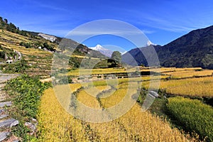 Terrace Rice Paddy Field,Nepal.