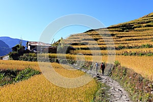 Terrace Rice Paddy Field,Nepal.