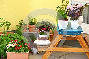 Terrace or roof gardening