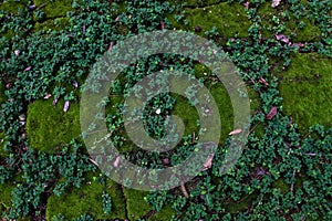 Terrace slabs covered with green moss