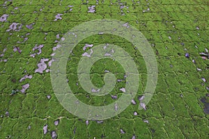 Terrace slabs covered with green moss