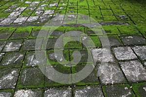 Terrace slabs covered with green moss