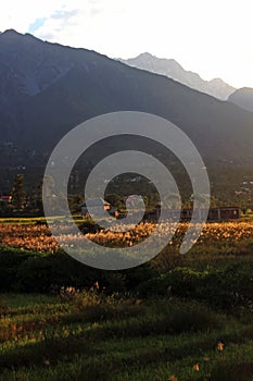 terrace step farmland in remote Himalaya