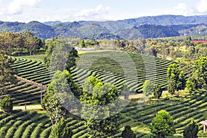 Terrace Tea Plantation at Chui Fong Tea Plantation, Chiang Rai, Thailand