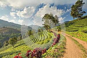 Terrace Tea Plantation with Mist Cloud Sky at Doi Mae Salong Mountain, Chiangrai, Thailand