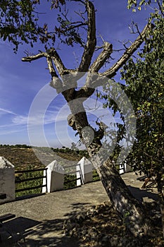 From the terrace view over the almond trees in the cultural landscapes of La Zubia, Spain photo