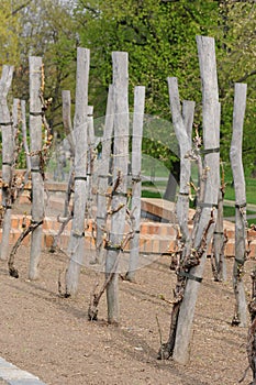Terrace vineyard