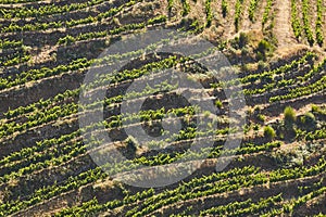 Terrace vineyards in Ribeira sacra. Ourense, Spain. Viticulture