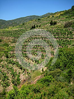 Terraced Banana Plantation