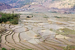 Terraced farmaland, Paro, Bhutan