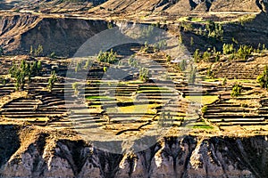 Terraced field within the Colca Canyon in Peru