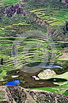 Terraced field, Peru