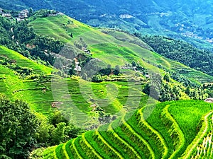 Terraced fields