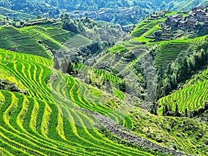 Terraced fields