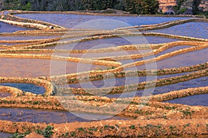 Terraced Fields