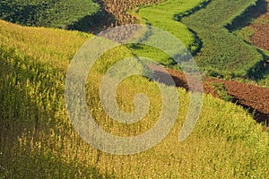 Terraced fields in china (1)