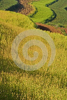 Terraced fields in china (2)