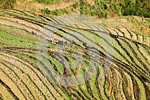 Terraced fields cultivation in the spring