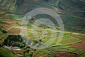 Terraced fields of Dieng plateau, Java, Indonesia