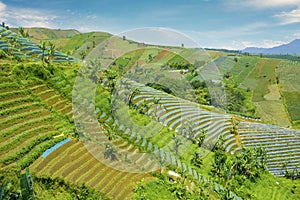 Terraced fields in Majalengka