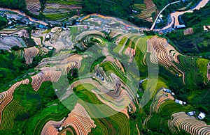 Terraced fields in Mu Cang Chai, Yen Bai