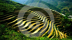 Terraced fields, Sapa