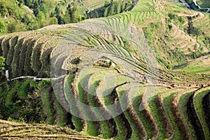 Terraced fields scenery