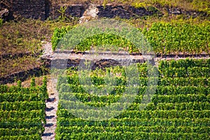 Terraced grape vineyard seen along the Rhine River, Germany