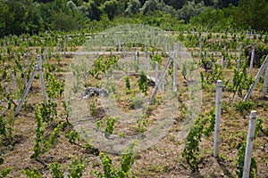 Terraced hills of overgrown vineyards, top view