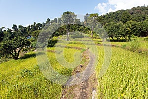 Terraced millet field in Solukhumbu valley photo