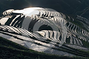 Terraced rice field