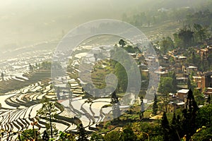 Terraced rice field