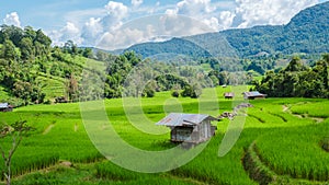 Terraced Rice Field in Chiangmai, Royal Project Khun Pae Northern Thailand