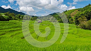 Terraced Rice Field in Chiangmai, Royal Project Khun Pae Northern Thailand