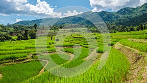 Terraced Rice Field in Chiangmai, Royal Project Khun Pae Northern Thailand