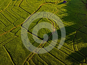 Terraced Rice Field in Chiangmai, Royal Project Khun Pae Northern Thailand