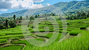 Terraced Rice Field in Chiangmai, Royal Project Khun Pae Northern Thailand