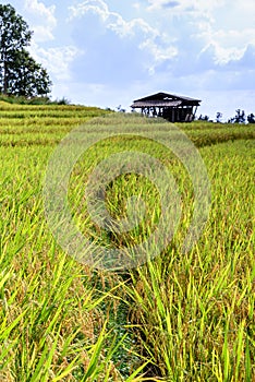 Terraced rice field with cottage at Ban Pa Bong Piang, Chiang Mai in Thailand