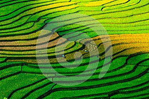 Terraced rice field in early morning in Mu Cang Chai, Yen Bai province, Vietnam