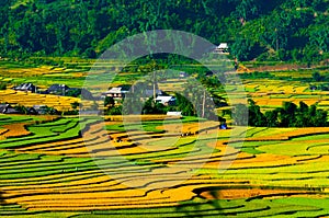 Terraced rice field in early morning in Mu Cang Chai, Yen Bai province, Vietnam