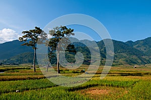 Terraced rice field in early morning in Mu Cang Chai, Yen Bai province, Vietnam