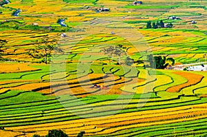 Terraced rice field in early morning in Mu Cang Chai, Yen Bai province, Vietnam