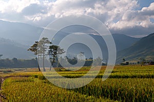 Terraced rice field in early morning in Mu Cang Chai, Yen Bai province, Vietnam