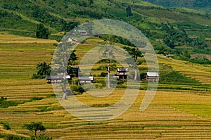 Terraced rice field in early morning in Mu Cang Chai, Yen Bai province, Vietnam