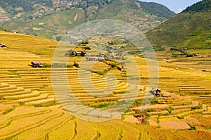 Terraced rice field in early morning in Mu Cang Chai, Yen Bai province, Vietnam