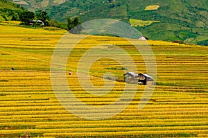 Terraced rice field in early morning in Mu Cang Chai, Yen Bai province, Vietnam