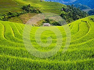 Terraced rice field with farm hut, Mu Cang Chai, northern Vietnam