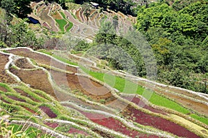 Terraced rice field of Hani ethnic people in Yuanyang, Yunnan province, China.