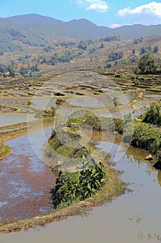 Terraced rice field of Hani ethnic people in Yuanyang, Yunnan province, China.