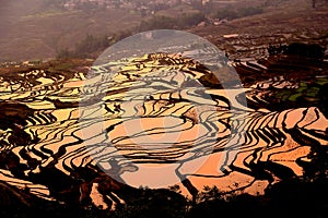 Terraced rice field of Hani ethnic people in Yuanyang, Yunnan province, China.